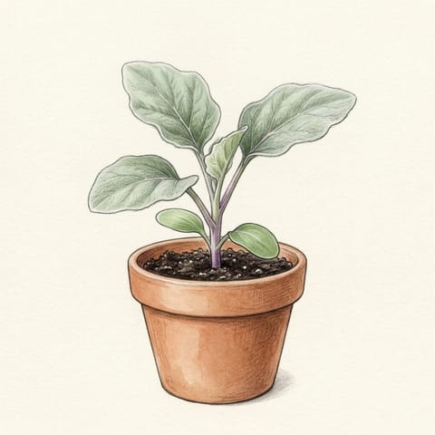 An eggplant seedling in a small pot