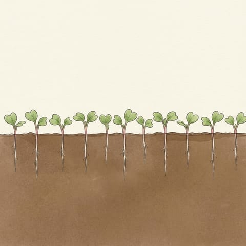 A row of tiny radish seedlings just through the soil